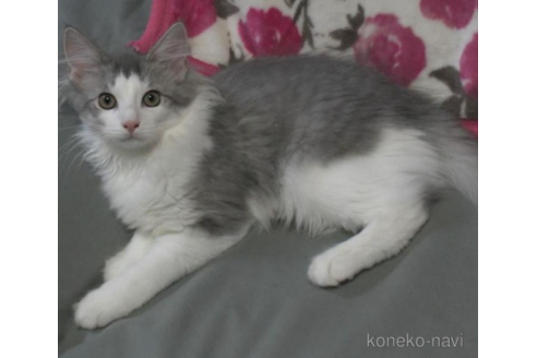 成約済の茨城県のノルウェージャンフォレストキャット-30007